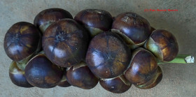 plod-saharnoy-palmy-toddy-palm-fruit (6)