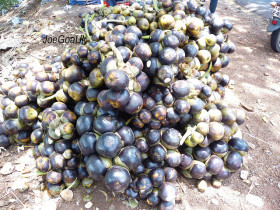 plod-saharnoy-palmy-toddy-palm-fruit (8)