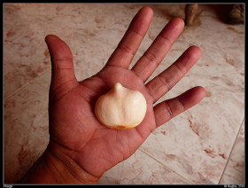 plod-saharnoy-palmy-toddy-palm-fruit (9)
